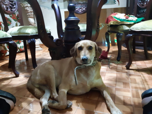 Ramon