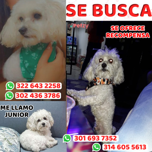 Foto de mascota Junior