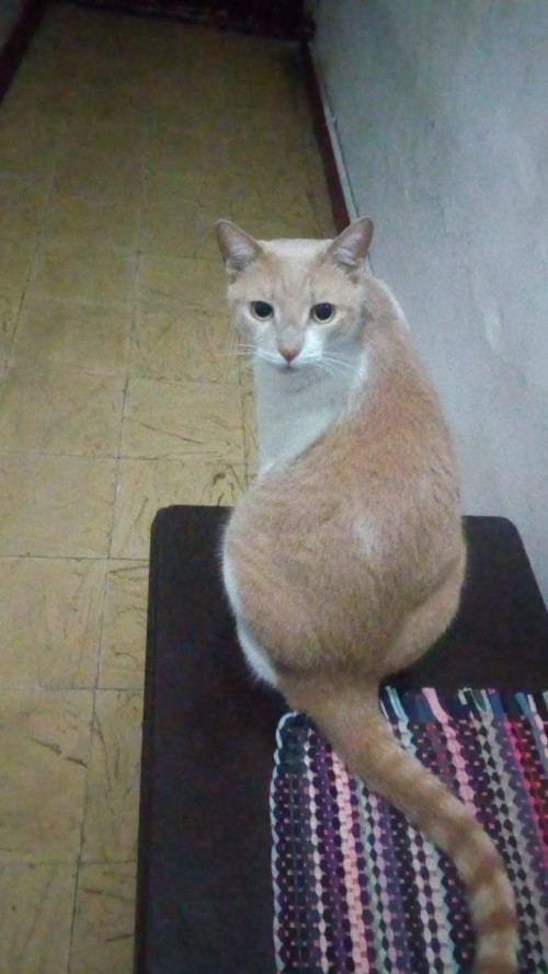 Milo