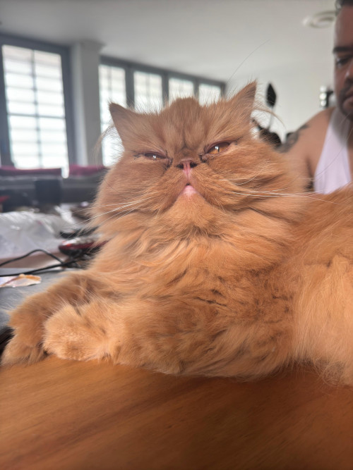Thor