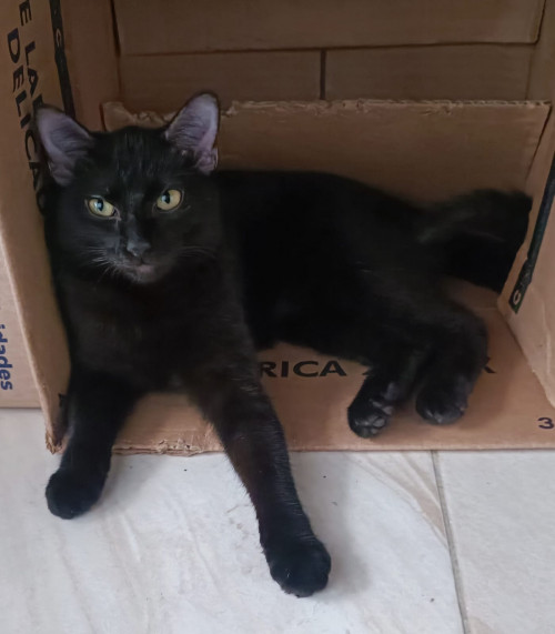 Ella