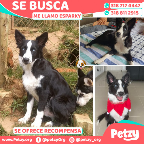 Foto de mascota Esparky