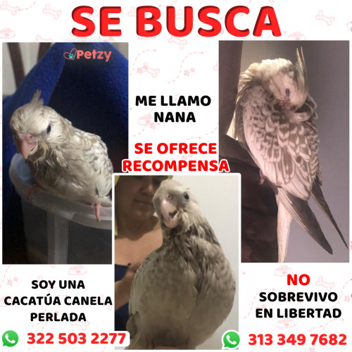 Foto de mascota Nana