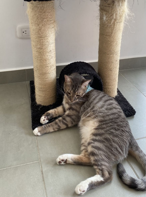 Merlín