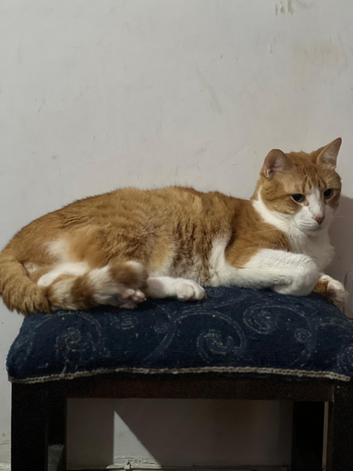 Simon