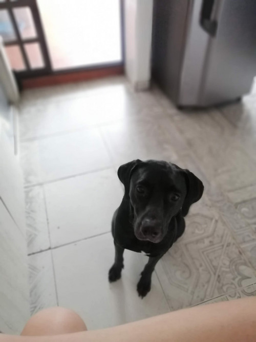 Negro