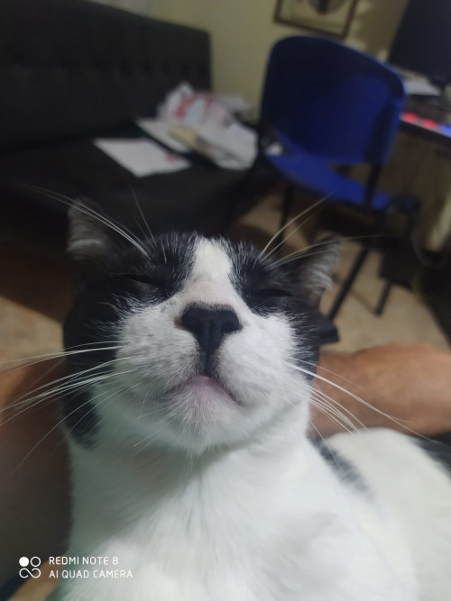 Simon