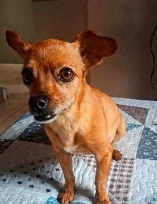 Panela
