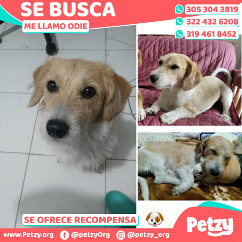 Foto de mascota Odie