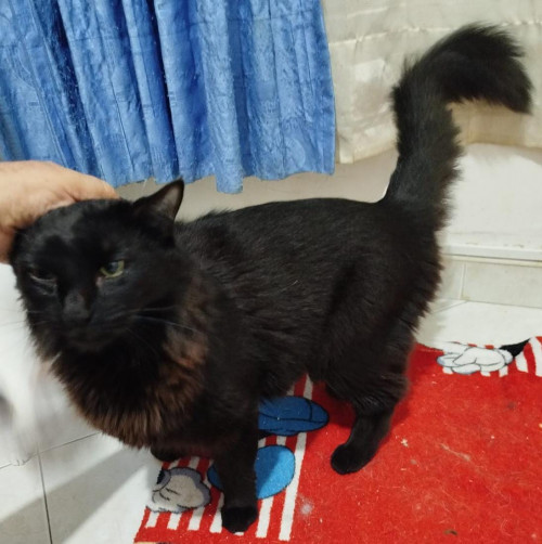 Salem