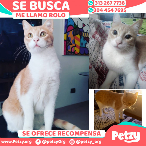 Foto de mascota Rolo 