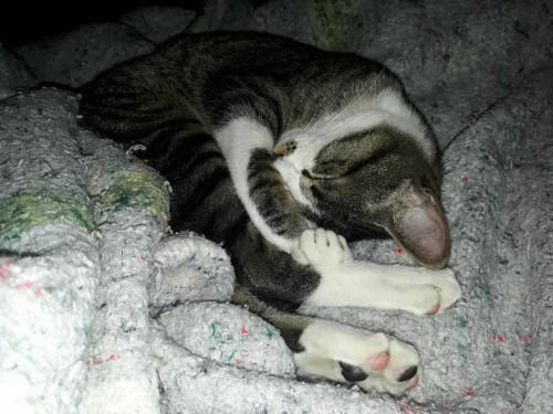 Maximo