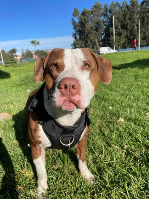 Tyson