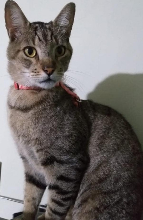 Michi 