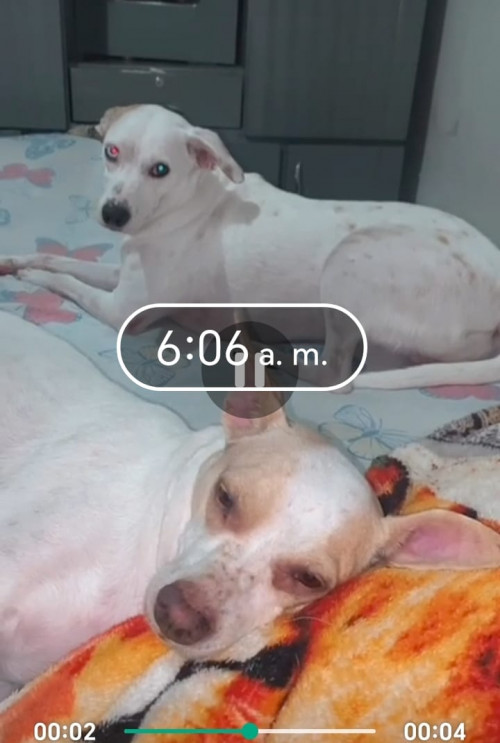 Violeta Y Estrella