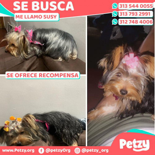 Foto de mascota Susy 