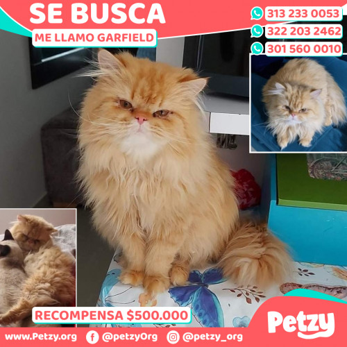 Foto de mascota Garfield