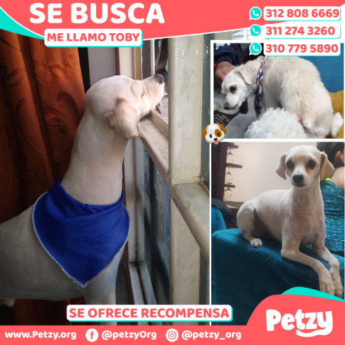 Foto de mascota Toby