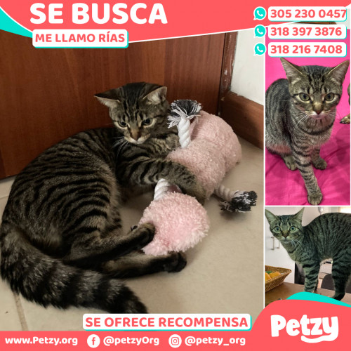 Foto de mascota Rías