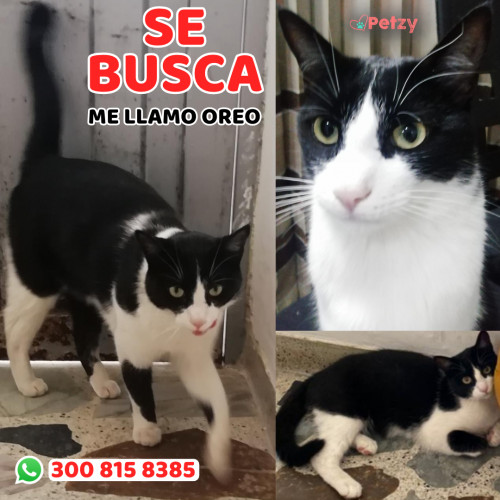 Foto de mascota Oreo