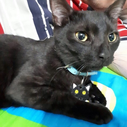 Chimuelo