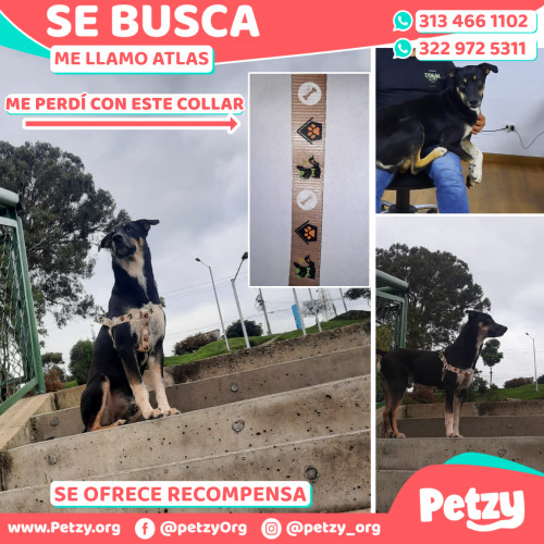 Foto de mascota Atlas