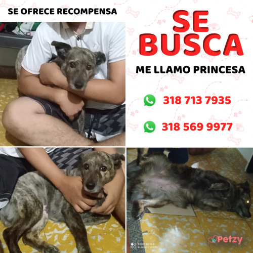 Foto de mascota Princesa