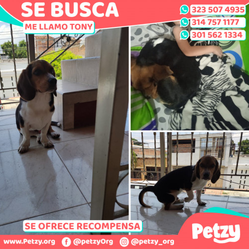 Foto de mascota Tony