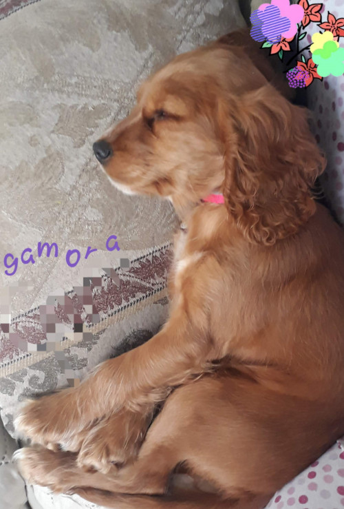 Gamora
