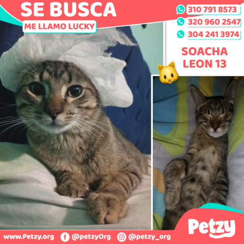 Foto de mascota Lucky