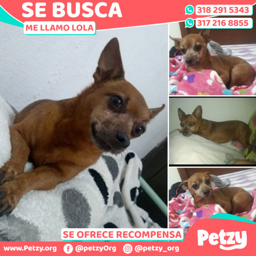 Foto de mascota Lola