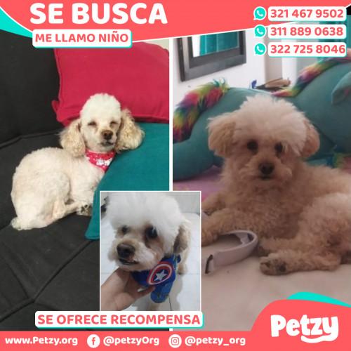 Foto de mascota Niño