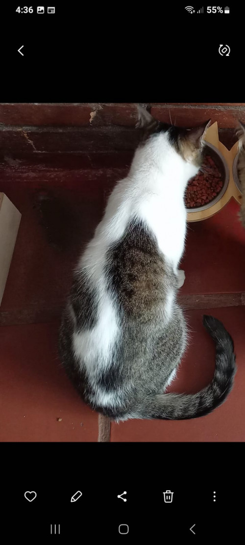 Tafi
