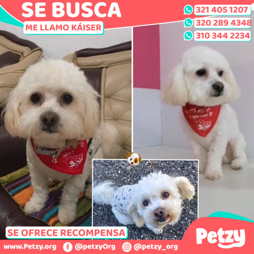 Foto de mascota Káiser