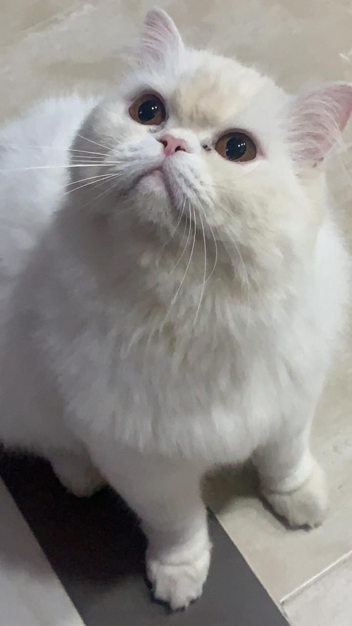 Michi