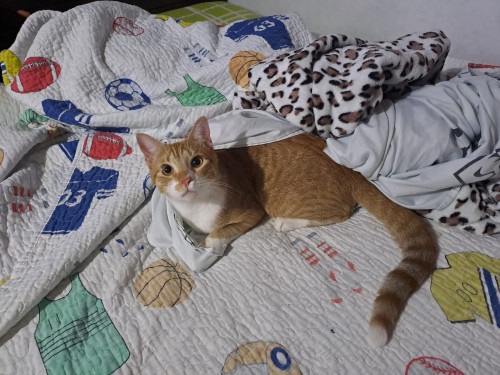 Darwin