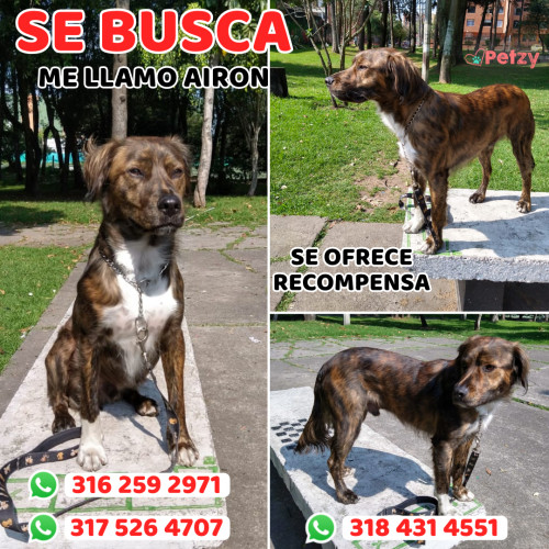 Foto de mascota Airon