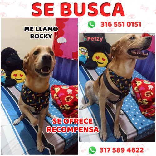 Foto de mascota Rocky