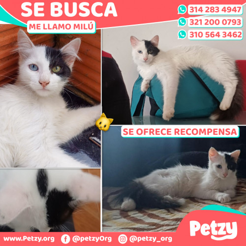 Foto de mascota Milú