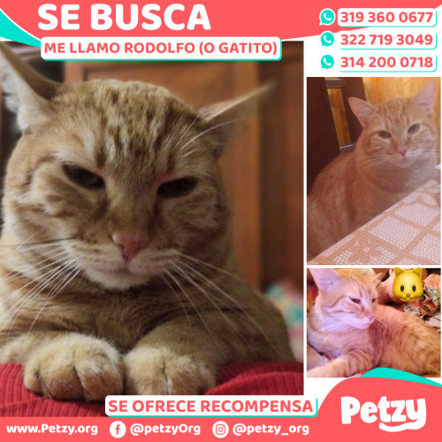 Foto de mascota Rodolfo (o Gatito)