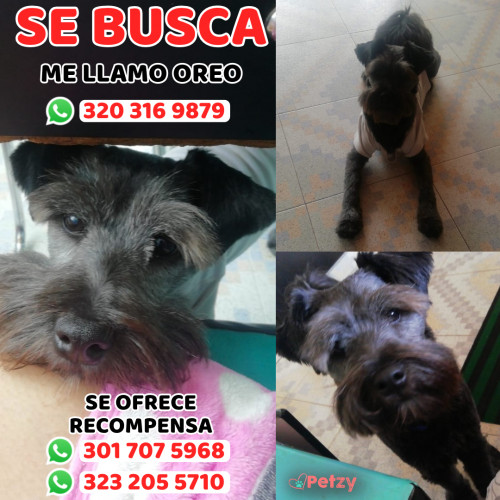 Foto de mascota Oreo