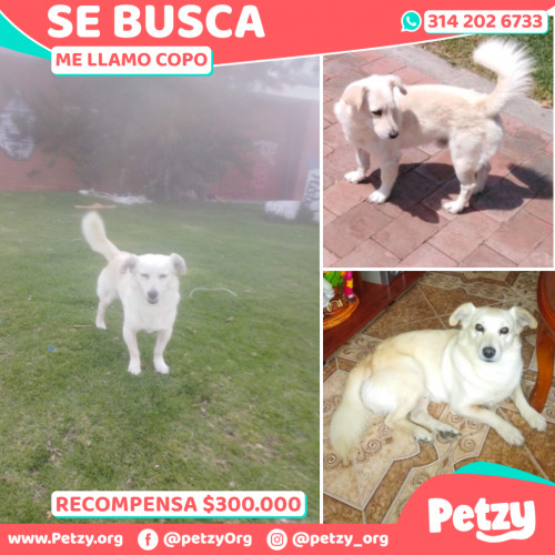 Foto de mascota Copo