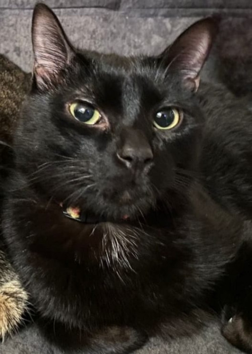 Tomás