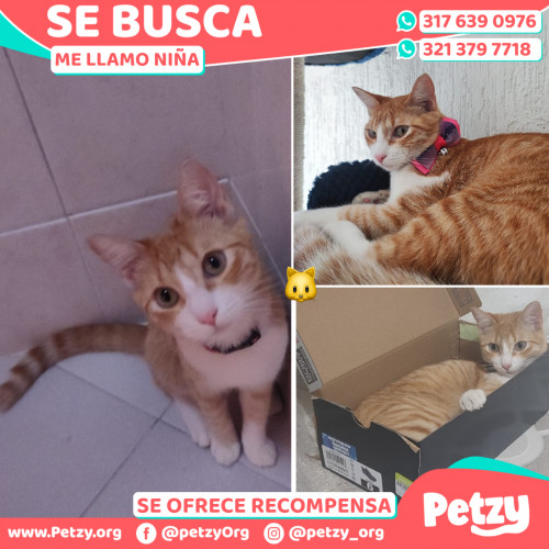 Foto de mascota Niña