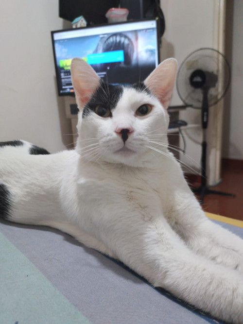 Mailo Y Oreo