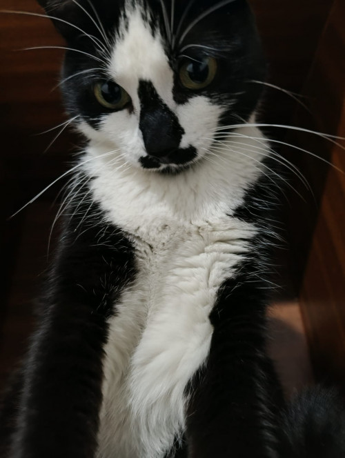 Michi