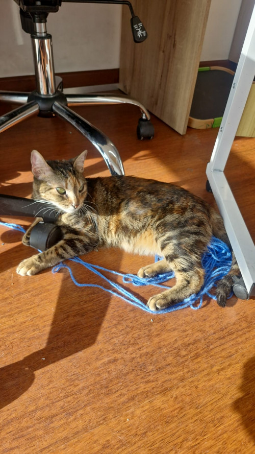 Kiara