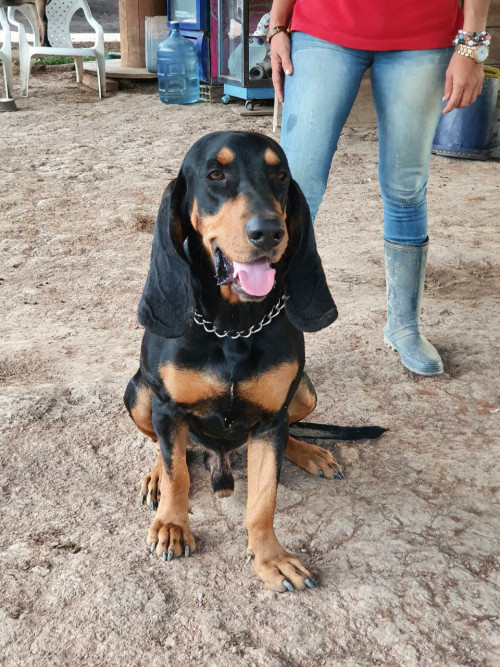 Roky