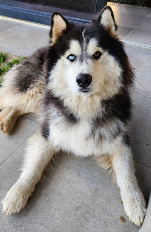 Zeus