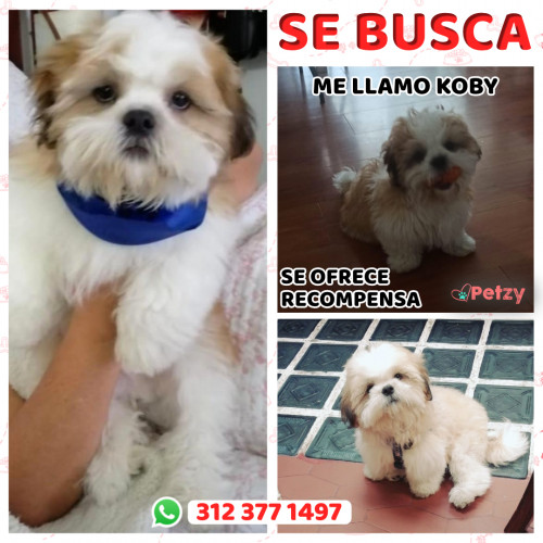 Foto de mascota Koby